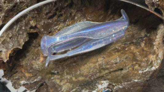 Ruri Shad