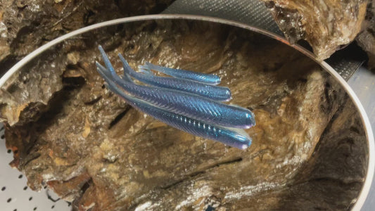 Blue Haze Shad
