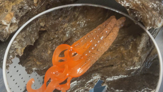 Pumpkin Seed - Orange Tail