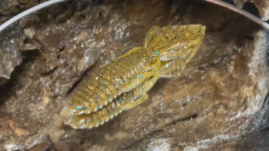 Tilapia ￼