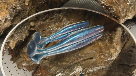 Blue Haze Shad