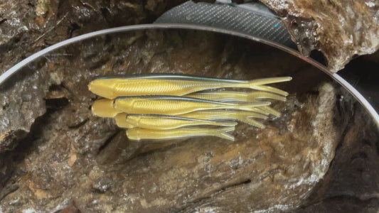 Emerald Gold Shad