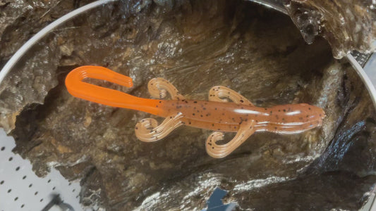 Pumpkin Seed Orange Tail