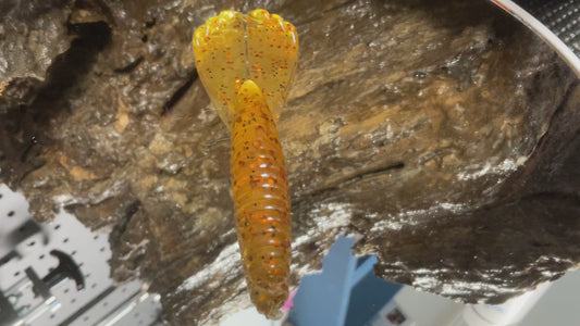 Copper Head