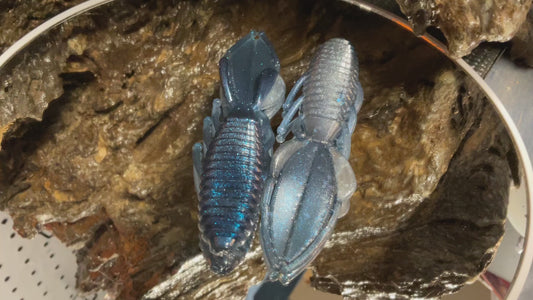 Blue Haze Shad